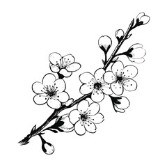 Black and white cherry blossom hand drawn illustration vector