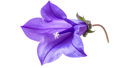 A vibrant purple bellflower in full bloom with visible pistil, against a dark background