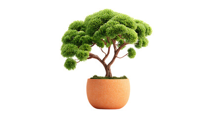 A small potted bonsai tree with green leaves on transparent background