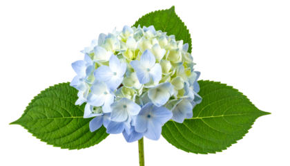 Close-up of a vibrant hydrangea bloom with pale blue petals and green leaves