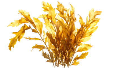 Close-up of golden-brown foliage with intricate leaf shapes against a black background