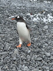 Fototapeta premium Penguin with a orange beak