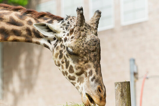 a giraffe eating in a zoo in Rhode Island - Powered by Adobe
