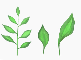 Watercolor hand drawn set of green leaves