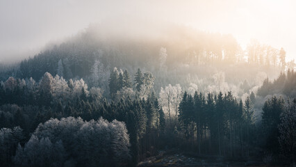 Mystic and moody landscape with fog and sunlight, hoatfrost and a lot of trees, natural background or wallpaper
