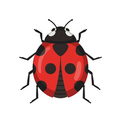 Cartoon illustration of a red ladybug with black spots on a white background.