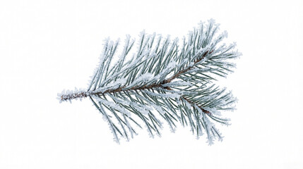 Isolated Pine Branch in Frost: Winter Decor