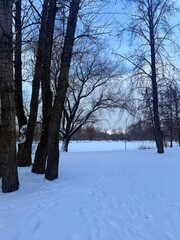 white snowy winter park with trees, buches, iced pond