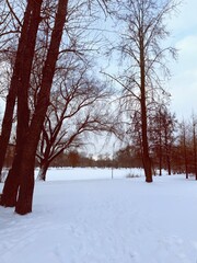 white snowy winter park with trees, buches, iced pond