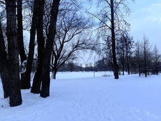 white snowy winter park with trees, buches, iced pond
