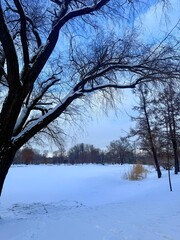 white snowy winter park with trees, buches, iced pond