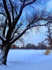 white snowy winter park with trees, buches, iced pond
