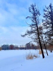 white snowy winter park with trees, buches, iced pond