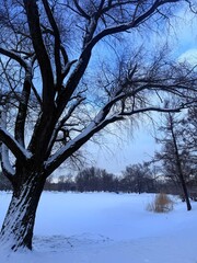 white snowy winter park with trees, buches, iced pond
