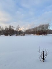 white snowy winter park with trees, buches, iced pond