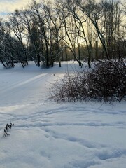 white snowy winter park with trees, buches, iced pond