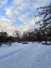 white snowy winter park with trees, buches, iced pond