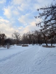 white snowy winter park with trees, buches, iced pond