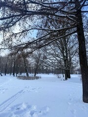 white snowy winter park with trees, buches, iced pond