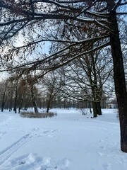 white snowy winter park with trees, buches, iced pond