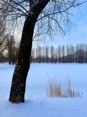 white snowy winter park with trees, buches, iced pond