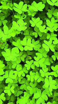 CLOSE UP, VERTICAL: Dense patch of vibrant green sourgrass leaves with symmetrical structure, creating a lush, textured pattern. Bermuda buttercup foliage forming a rich ground cover in the garden.