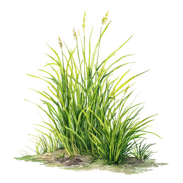 Marsh Grass in watercolor style, vector illustration, isolated on white background.