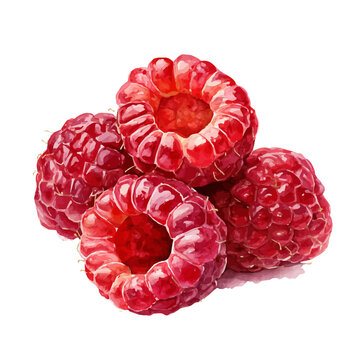 A watercolor painting of Raspberry Slices, vector illustration on white background.