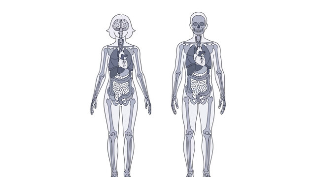 Detailed anatomical illustration showcasing the internal organs and skeletal structure of both a male and a female human body side by