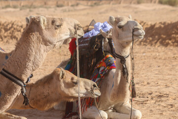 photos du 3 chameau