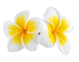 Beautiful frangipani flower isolated on white or transparent background 
