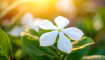 Close-up of a vibrant white flower with five delicate petals, bathed in golden sunlight, surrounded by lush green foliage