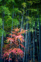 鎌倉251227　建長寺3　半僧坊