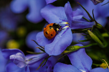 Ladybug on Lobelia flower © Angie D