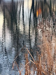 trees reflection on the water surface, beautiful water reflection background
