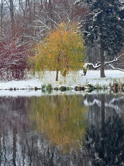 trees reflection on the water surface, beautiful water reflection background