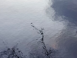 trees reflection on the water surface, beautiful water reflection background