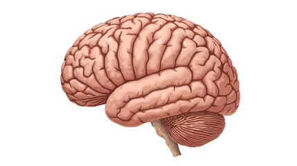 3d rendered illustration of a brain