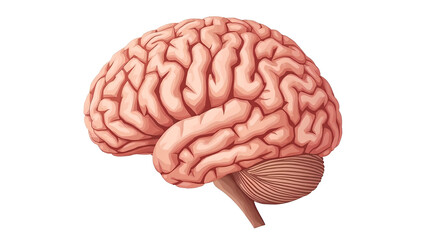 human brain isolated on white