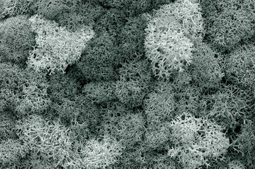 Surface covered with moss and lichens