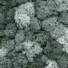 Surface covered with moss and lichens