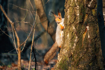 squirrel on the tree