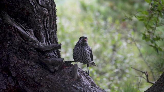 A spotted nutcracker pecks at a cedar cone while perched on a tree trunk.