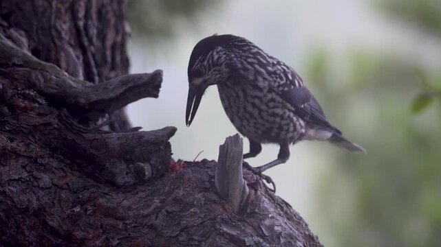 A spotted nutcracker pecks at a cedar cone while perched on a tree trunk.