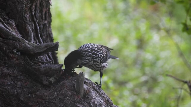 A spotted nutcracker pecks at a cedar cone while perched on a tree trunk.