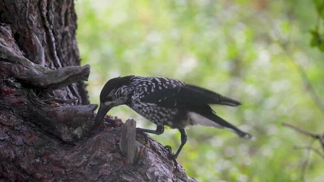 A spotted nutcracker pecks at a cedar cone while perched on a tree trunk.