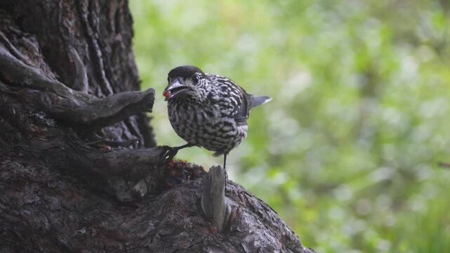 A spotted nutcracker pecks at a cedar cone while perched on a tree trunk.