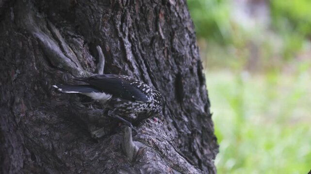 A spotted nutcracker pecks at a cedar cone while perched on a tree trunk.