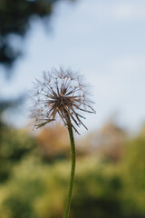 Naklejka premium soft focus image of delicate dandelion parachute seeds against beautiful blurred bokeh background