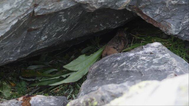 A pika sits on a large rock. Close-up. Altai